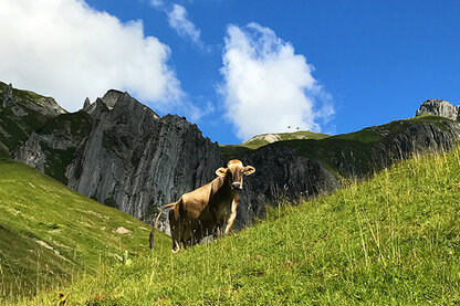 Ein ruhiger Tag auf der Alm Ein ruhiger Tag auf der Alm