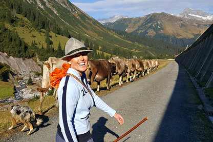 Kühe werden zur Alm gebracht Kühe werden zur Alm gebracht