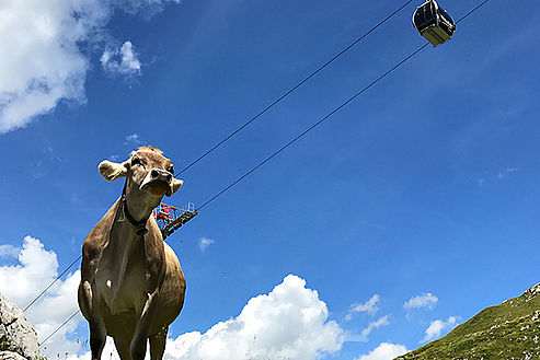 Kuh auf der Alm mit Lift im Hintergrund
